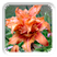 ic-flower5